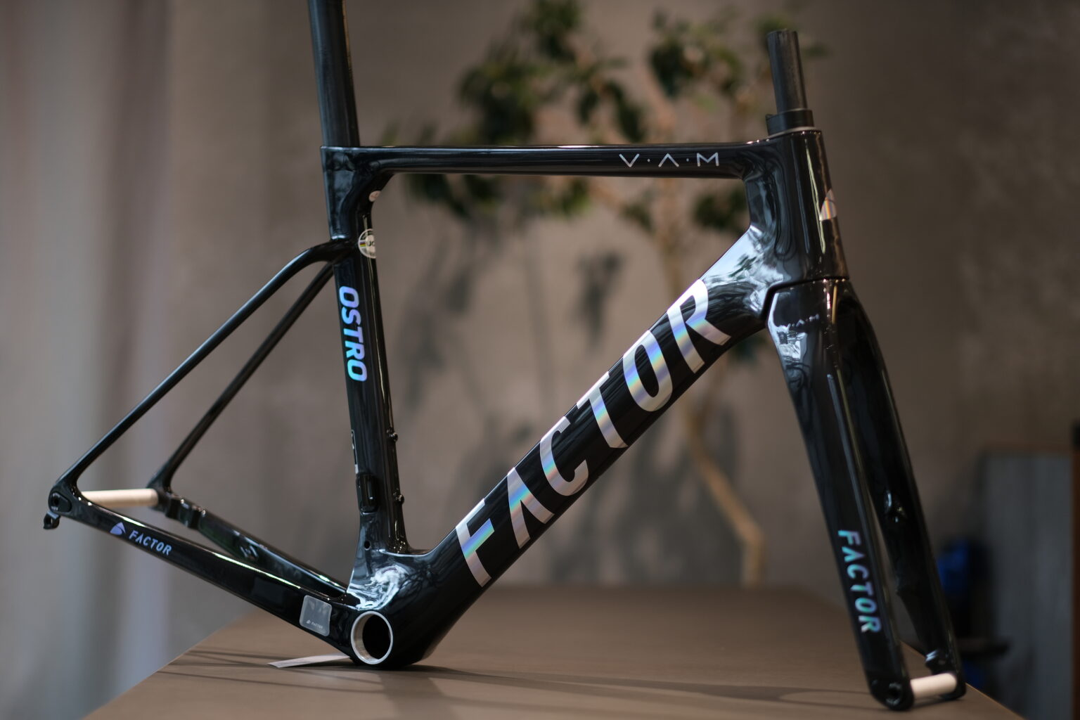 FACTOR OSTRO V.A.M 入荷